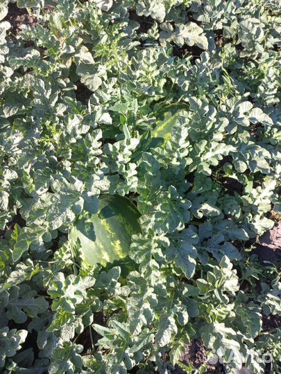 Арбуз оптом