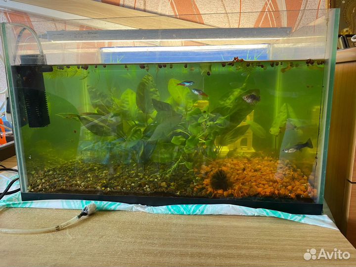Продам аквариум с рыбками