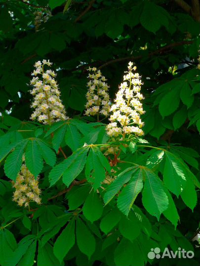 Каштан конский