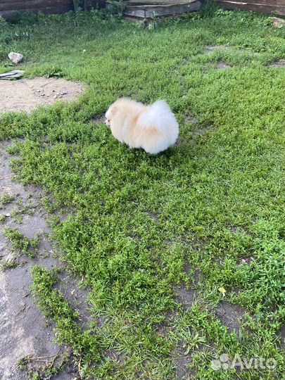 Померанский шпиц вязка