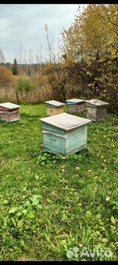 Ульи для пчёл