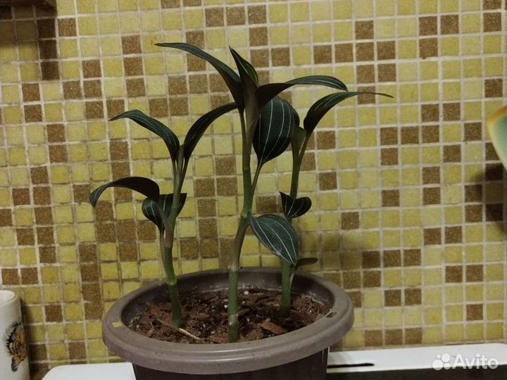 Орхидея лудизия (драгоценная)