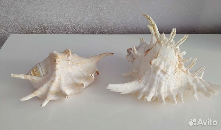 Морские раковины