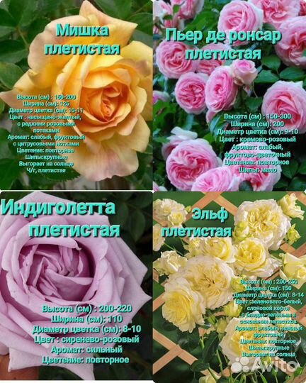 Саженцы роз