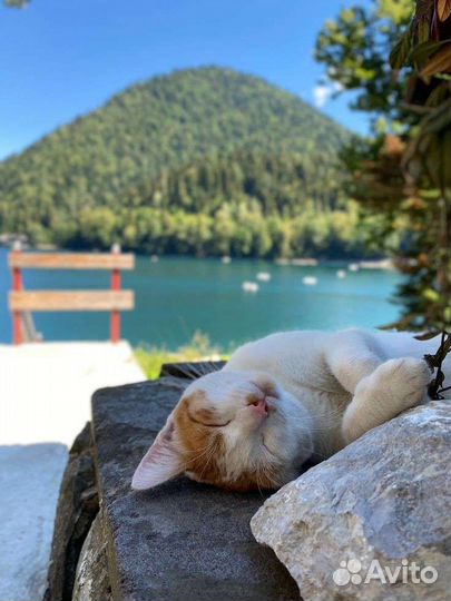 Экскурсия в Абхазию на весь день 