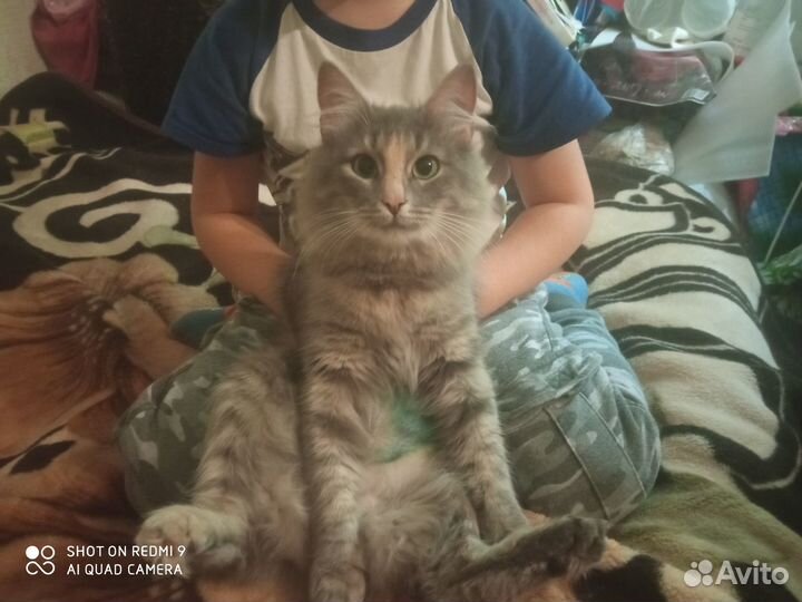 Кошка в дар