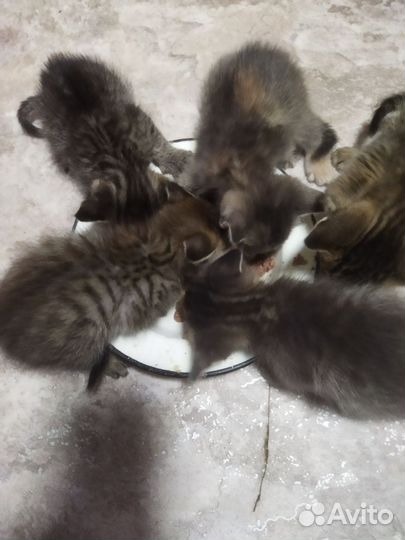 Котята в добрые руки бесплатно