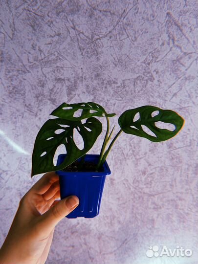 Монстера манки