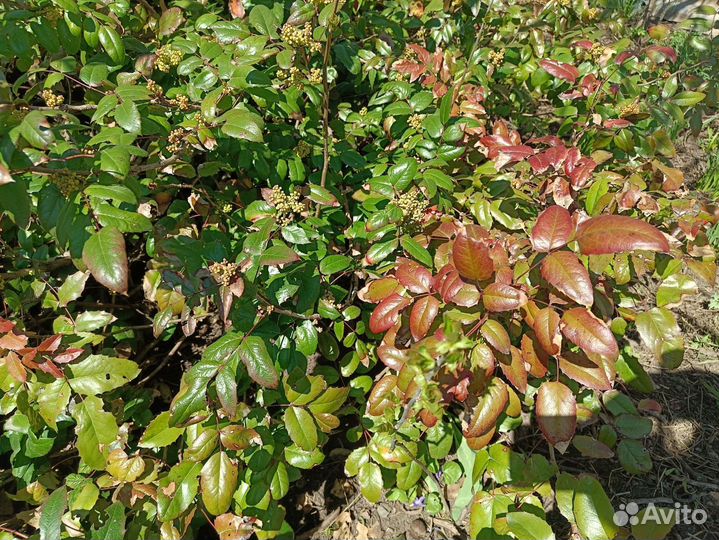 Магония подуболистная