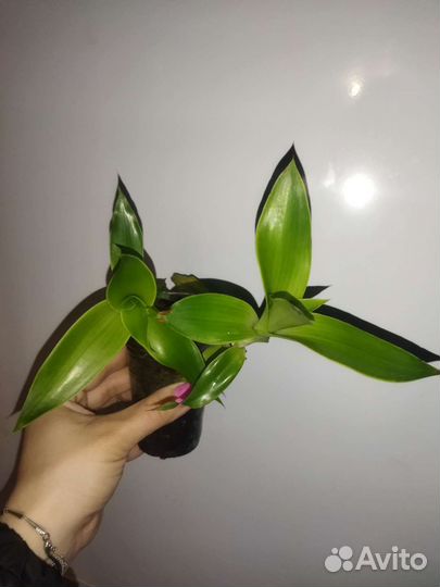Алоэ, каланхоэ, ус