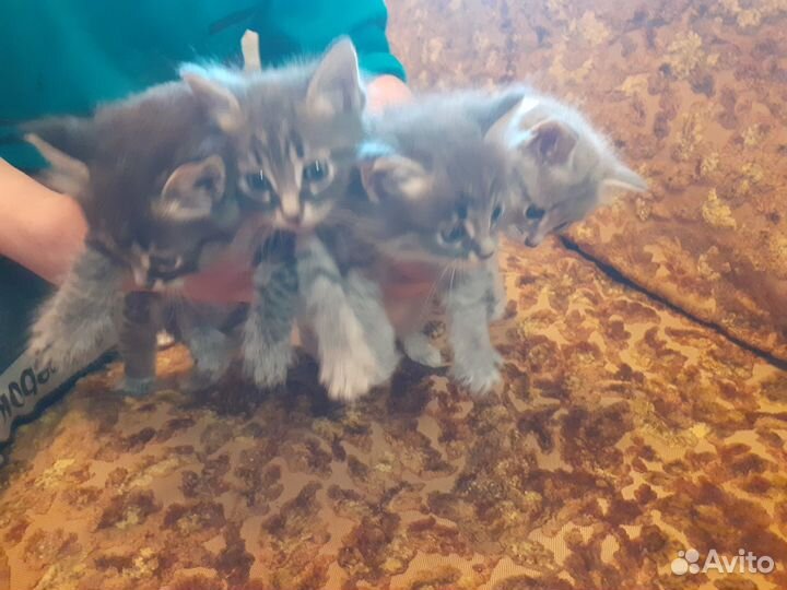 Котята в добрые руки