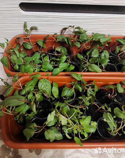 Фуксия - укоренившиеся черенки нескольких видов