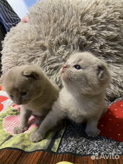 Британские котята