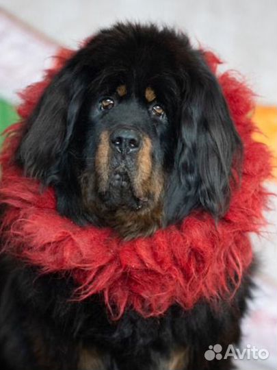 Шикарные тибеты