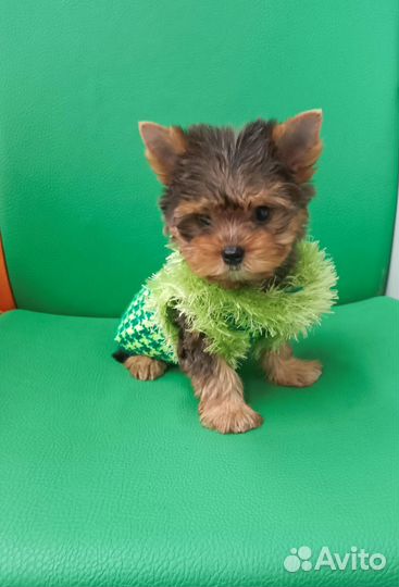 Йоркширский терьер мини девочка блу мерле