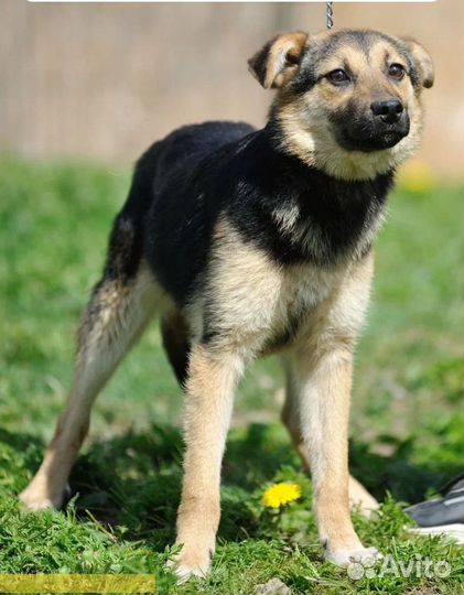 Красивый щенок ищет дом