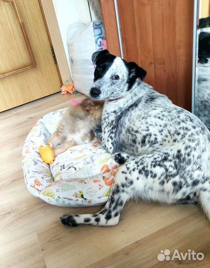 Собака компаньон Юмми в дар