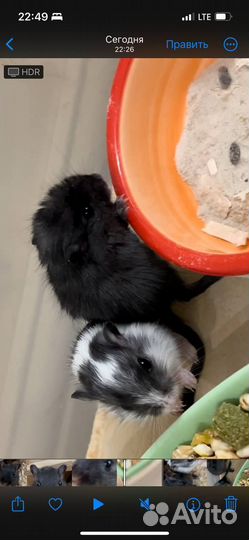 Монгольская песчанка