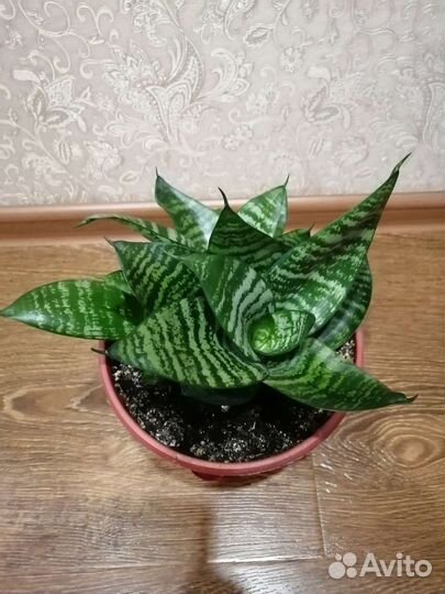 Сансевиерия