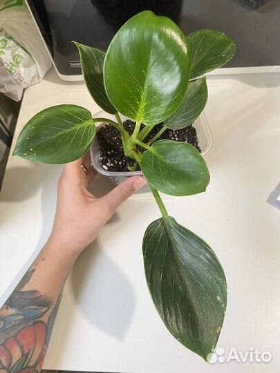Филодендрон биркин