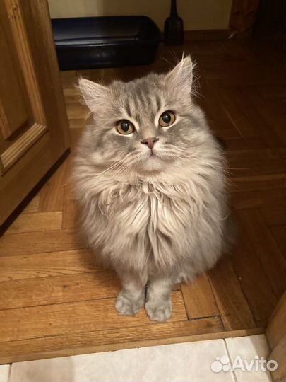 Кот для вязки порода Хайленд