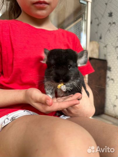 Шиншилла черный бархат