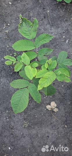 Манжурский орех саженцы