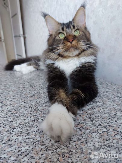 Котоняня