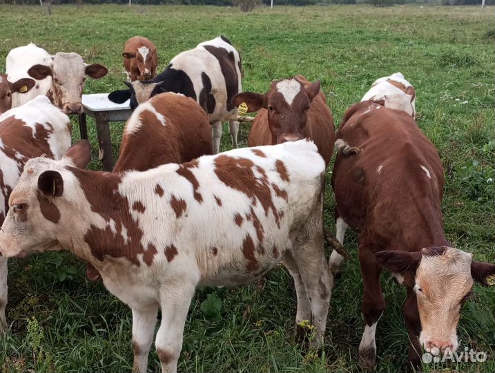 Продам бычки 12 штук по 43 тыс каждуму