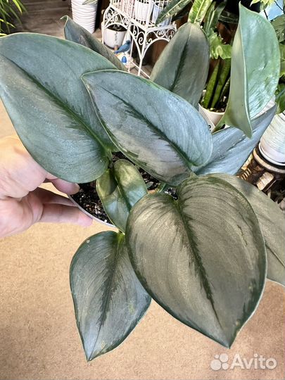 Сциндапсус эпипремнум