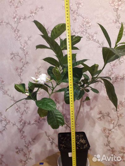 Табернемонтана