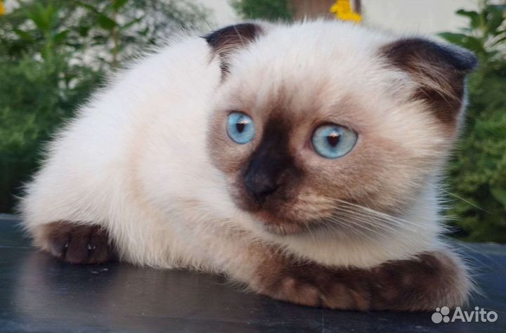 Шотландские котята