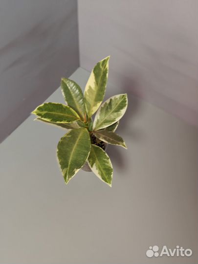 Фикусы сортовые