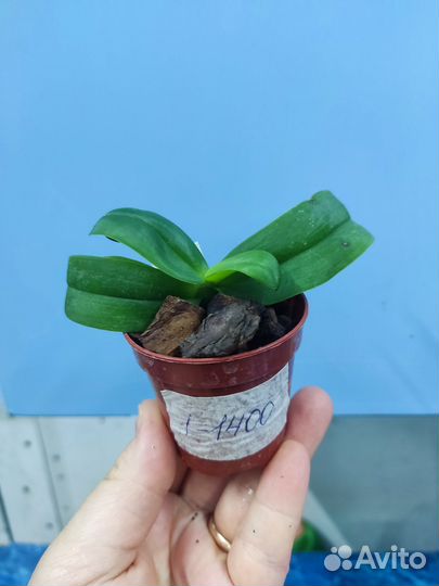 Орхидея. Гастрохилус. Gastrochilus obliquus