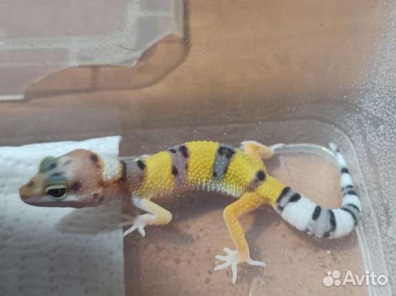 Геккон эублефар