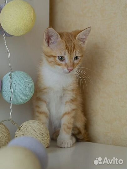 Отдам маленького котика
