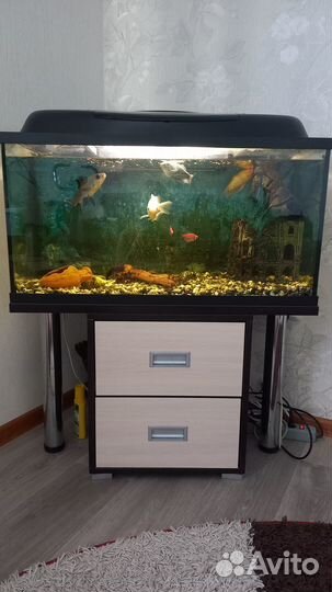 Аквариум с рыбками