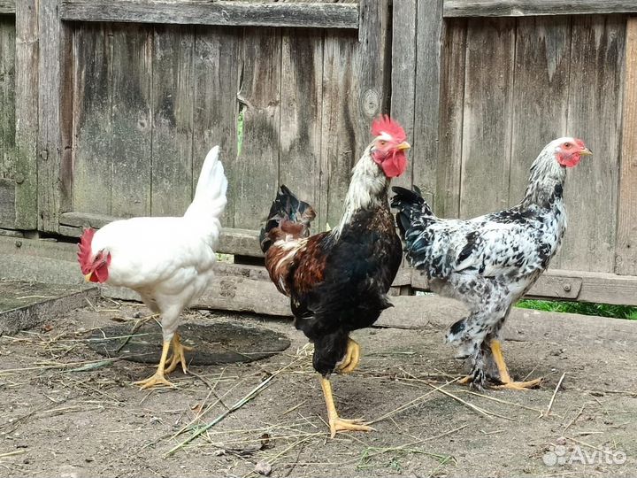 Продам петухов
