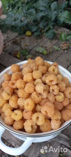 Малина желтая Саженцы