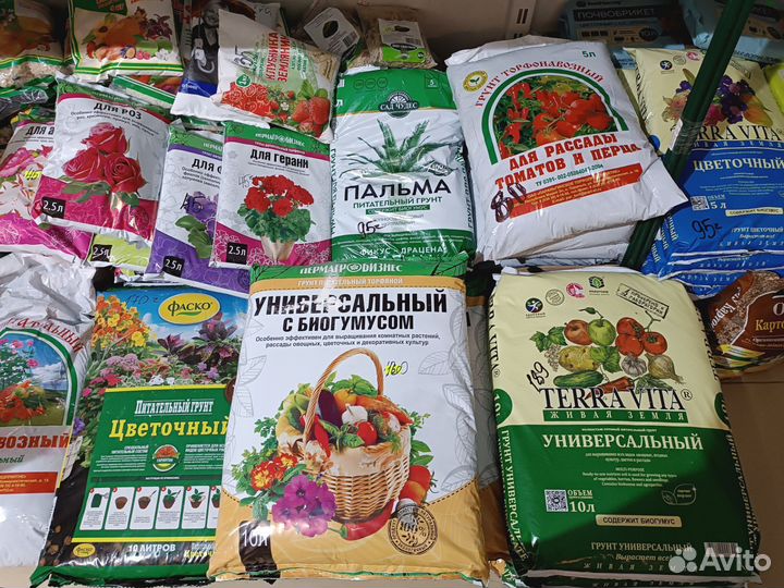 Семена, грунт, лук севок