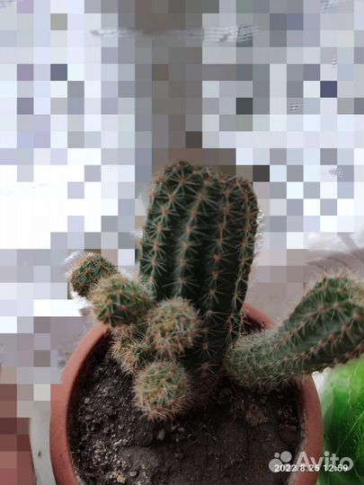 Кактусы и суккуленты