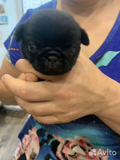 Щенки мопса