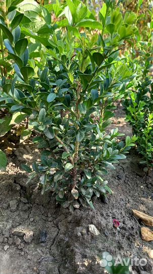 Саженцы самшита