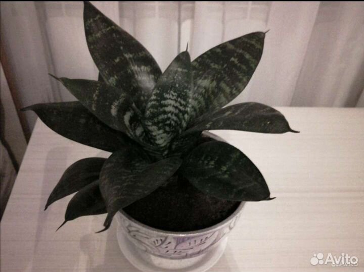 Сансевиерия детка