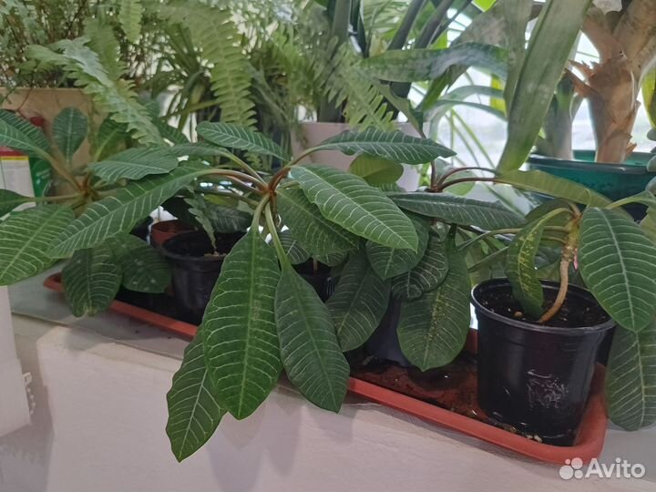 Молочай беложильчатый