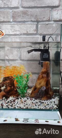 Аквариум 18 л. с наполнением и 2-мя сомиками