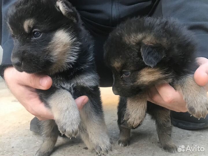 Собаки бесплатно