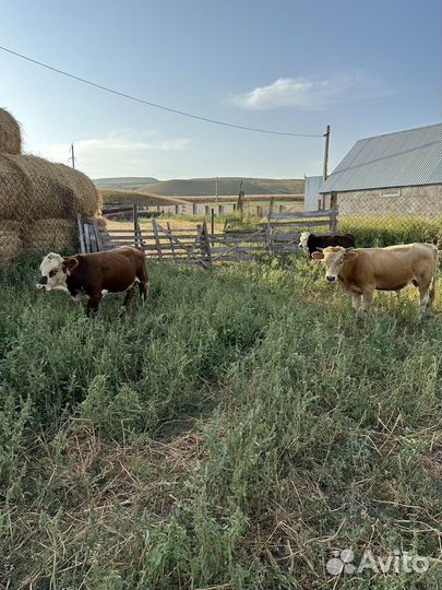 Бычки телки