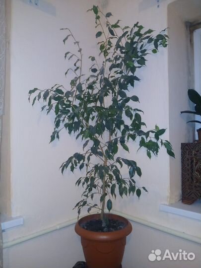 Фикус бенджамина большой