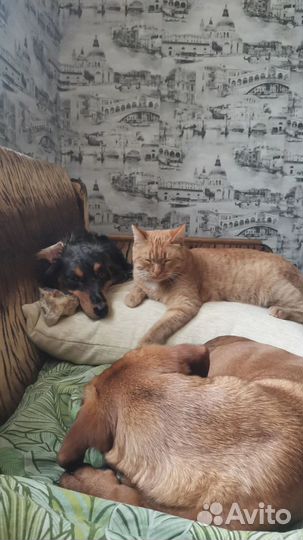 Передержка собак